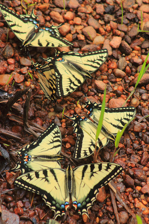 Tiger Swallowtails on River Edge