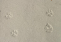 Bobcat and Coyote tracks