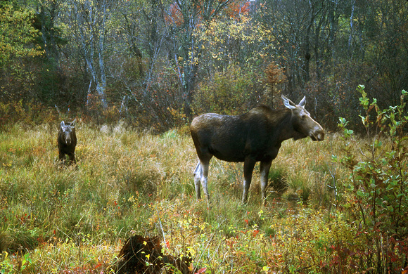 Moose Cow and Calf
