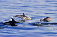 Common Dolphin pod with juvenile