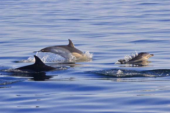 Common Dolphin pod with juvenile