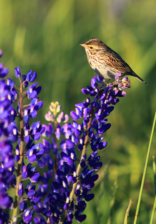 Chipping Sparrow on Lupine