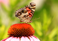 American Painted Lady on Coneflower 2