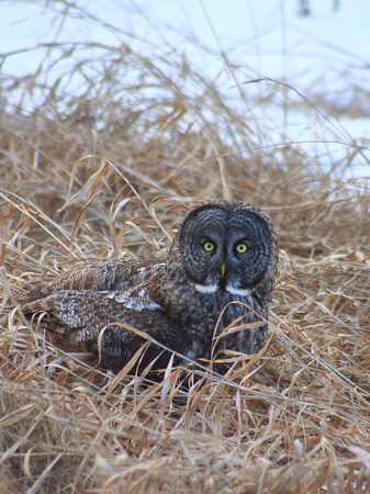Great Gray Owl Newport NH March 2017