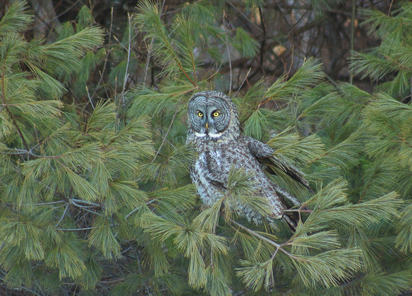 Great Gray Owl  in pine tree Newport NH March 2017