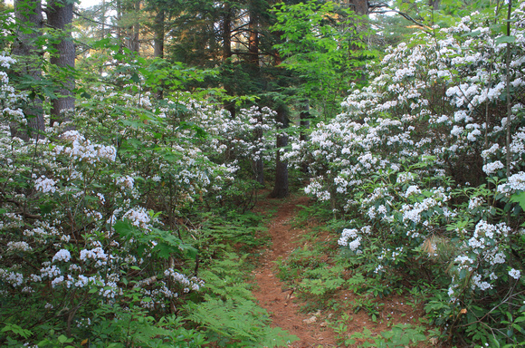Mountain Laurel Blooming