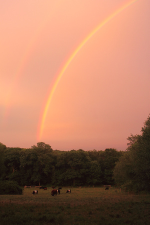 Petersham Maple Lane Sunset Rainbow over Cows