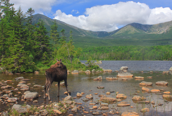 Baxter State Park Sandy Stream Pond Cow Moose Looking Back