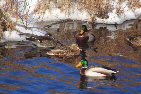 Wood Duck female overwintering with Mallards