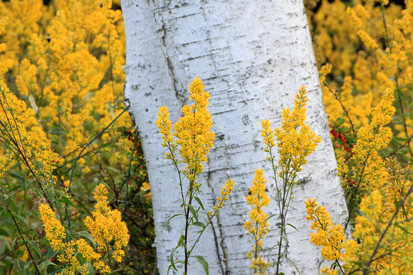Paper Birch and Goldenrod