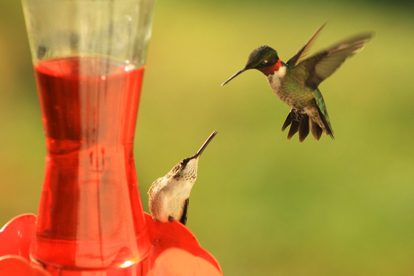 Ruby Throated Hummingbirds Dueling at Feeder