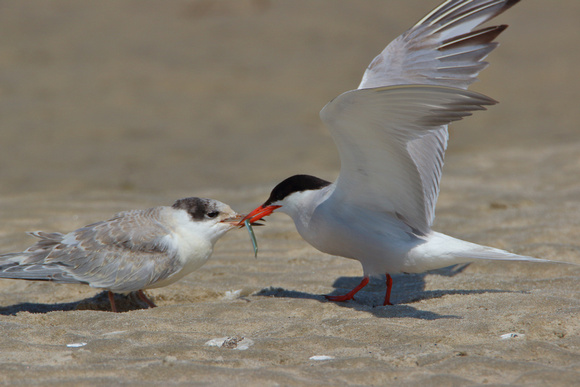 Common Tern feeding juvenile