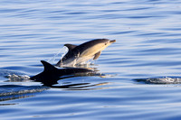 Common Dolphin pod