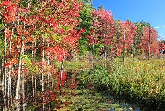 Red Maple Wetland Foliage Bow Brook Quabbin