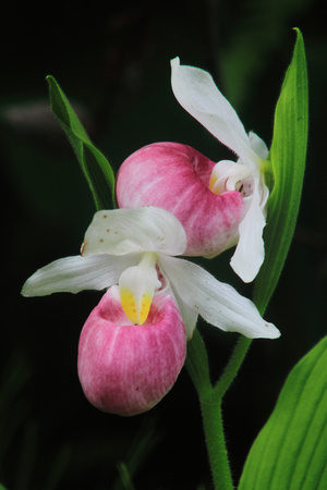 Showy Lady's Slipper Twin Flower