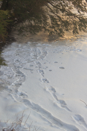 River otter tracks and slide