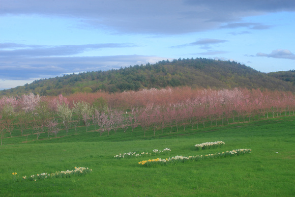 Mohawk Orchards in Spring