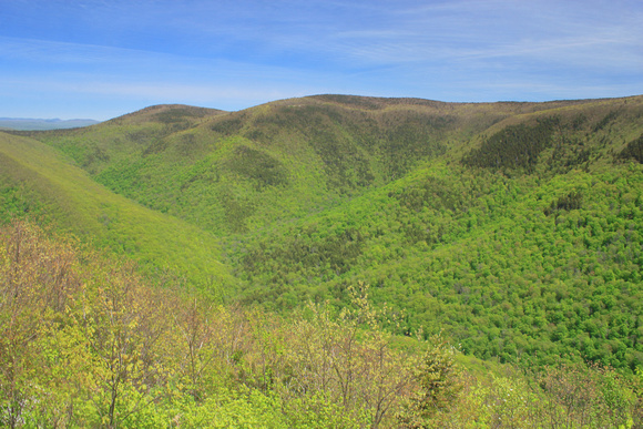 Mount Greylock Stony Ledge Spring Leafout