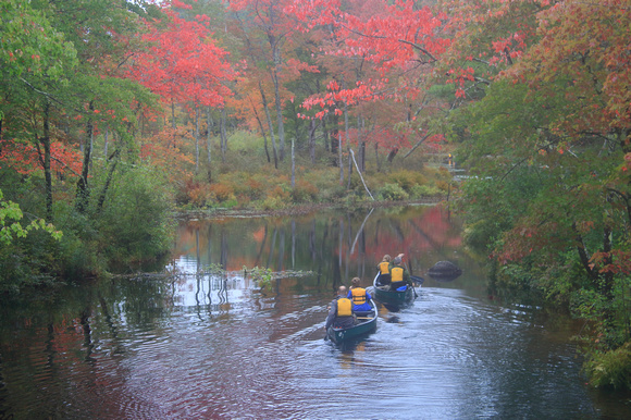 Tully River Paddlers and Red Maple Foliage