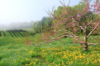 Apple Orchard in Spring