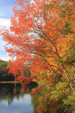 Connors Pond Fall Foliage