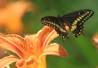 Black Swallowtail on Day Lily