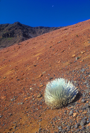 Silversword in Haleakala Crater