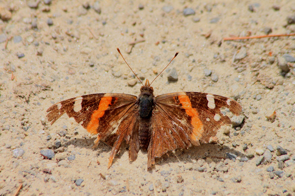 Red Admiral with worn wings
