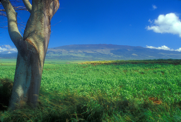Sugar Cane Field Maui