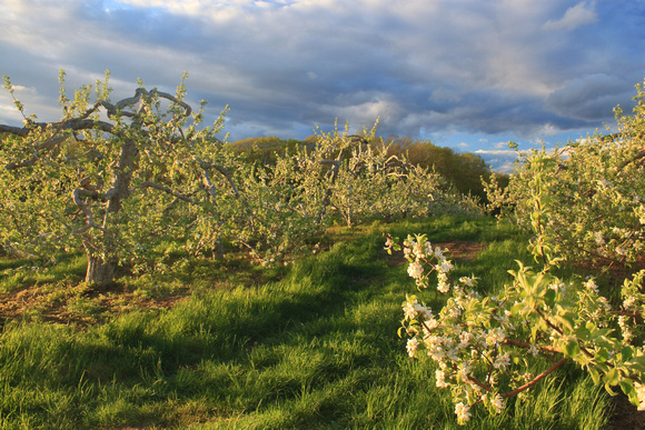 Red Apple Farm Apple Blossoms Evening Light