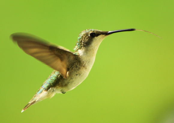Ruby Throated Hummingbird Tongue Extended