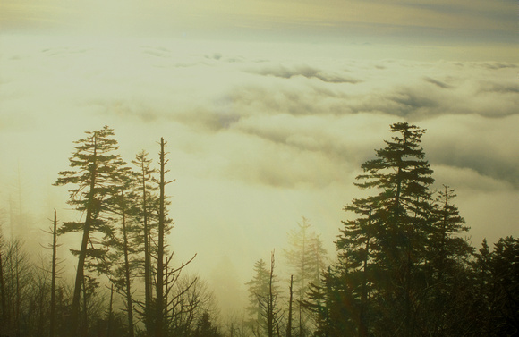 Clingmans Dome Morning Clouds