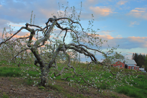 Red Apple Farm Apple Blossoms Sunset