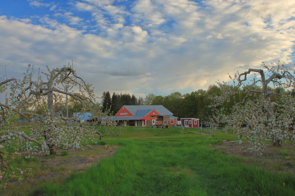 Red Apple Farm Barn and Apple Blossoms