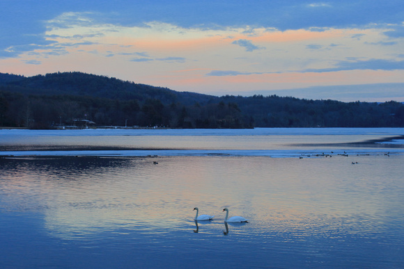 Connecticut River Turners Falls Swans at Dusk