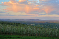 Apex  Orchards Apple Blossoms Sunset