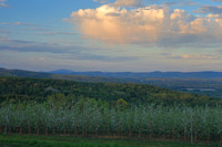Apex Orchards Blossoms and Mount Monadnock
