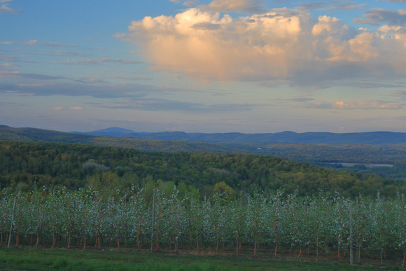 Apex Orchards Blossoms and Mount Monadnock