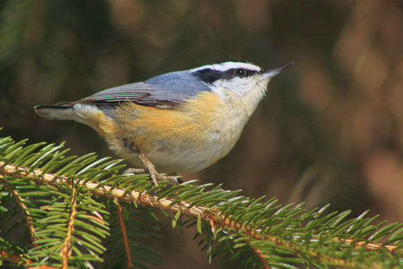Red Breasted Nuthatch on spruce