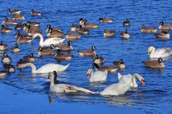 Mute Swans and Canada geese