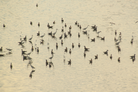 Nauset Marsh Birds Feeding