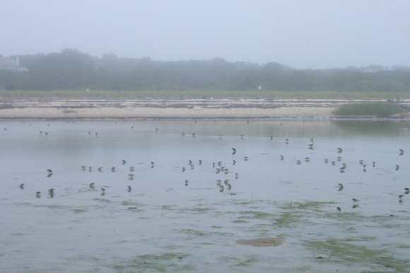 Monomoy National Wildlife Refuge Shorebirds in Fog