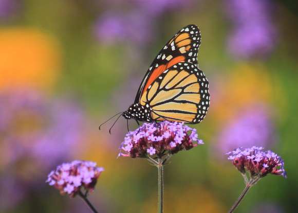 Monarch Butterfly in Butterfly Garden