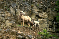 Bighorn Sheep and Calf on Cliff