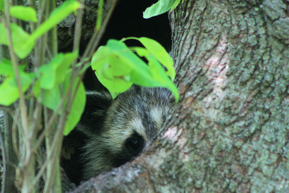 Raccoon Watching from Den Tree