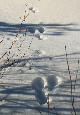 Snowshoe Hare Tracks in Shrubby Thicket