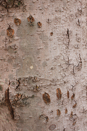 American Beech with Bear Claw Marks