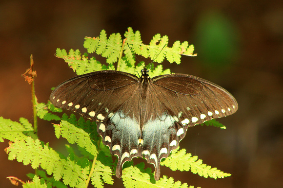 Spicebush Swallowtail on Fern