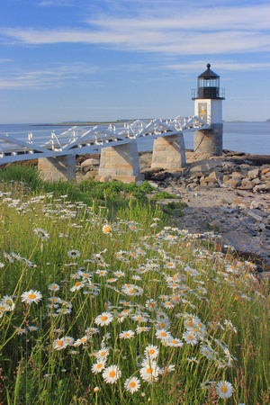 Marshall Point Lighthouse Daisies