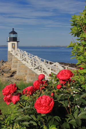 Marshall Point Lighthouse Spring Roses